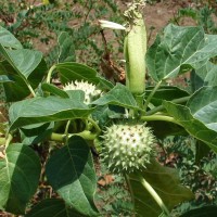 Datura metel L.
